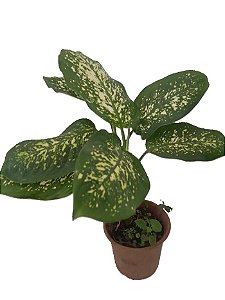 comigo-ninguém-pode (Dieffenbachia spp.)