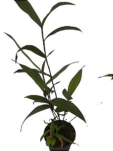 orquídea sobralia