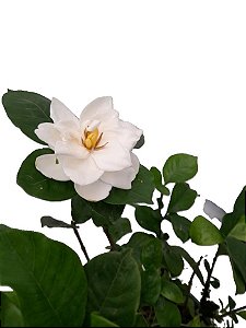 jasmim gardênia