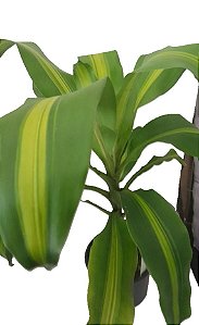 dracena fragrans (pau d'agua)