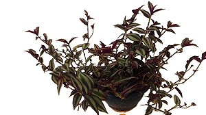 lambari roxo " tradescatia zeblina "