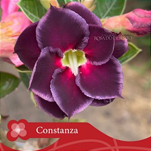 Constanza - Enxerto Rosa Do Deserto
