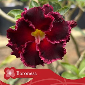 Baronesa - Enxerto Rosa do Deserto