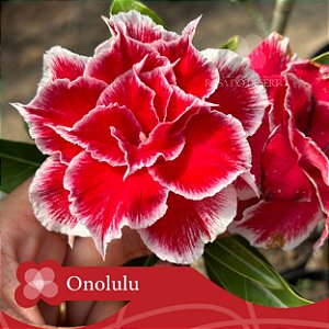Onolulu - Enxerto Rosa do Deserto