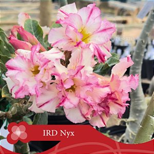 IRD Nyx Florífera - Enxerto Rosa do Deserto
