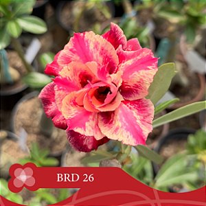 BRD-26 - Enxerto Rosa do Deserto