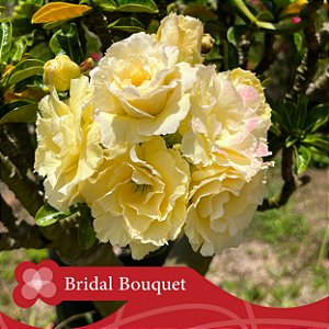 Bridal Bouquet - Enxerto Rosa do Deserto