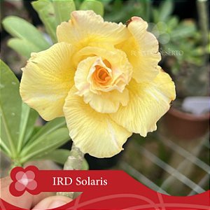 IRD Solaris - Enxerto Rosa do Deserto