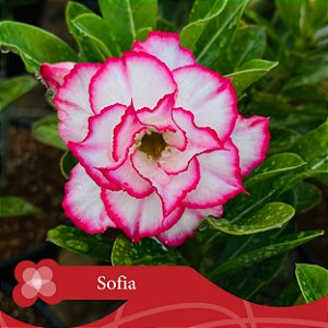 Sofia - Enxerto Rosa do Deserto