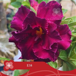 E58 - Enxerto Rosa do Deserto