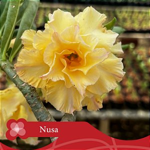 Nusa - Enxerto Rosa do Deserto