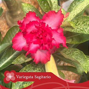 Variegata Sagitário - Enxerto Rosa do Deserto
