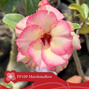 FF109 Marshmallow - Enxerto Rosa do Deserto