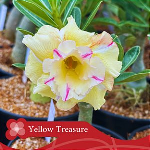 Yellow Treasure - Enxerto Rosa do Deserto