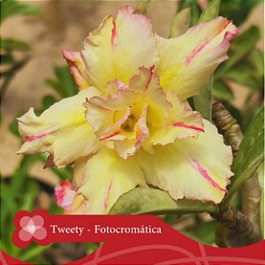 Tweety - Enxerto Rosa do Deserto