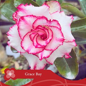 Grace Bay - Enxerto Rosa do Deserto