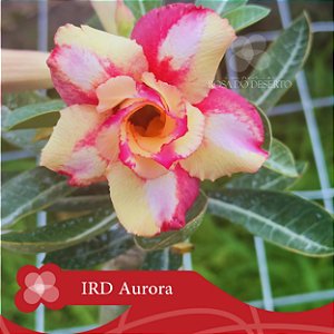 IRD Aurora Perfumada - Enxerto Rosa do Deserto