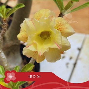 IRD 04 Perfumada - Enxerto Rosa do Deserto