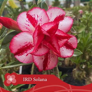 IRD Solana - Enxerto Rosa do Deserto