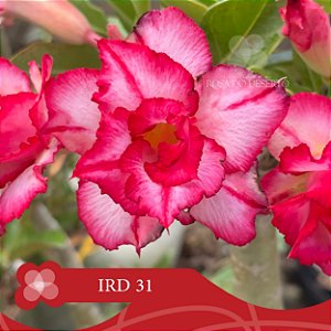 IRD 31 - Enxerto Rosa do Deserto