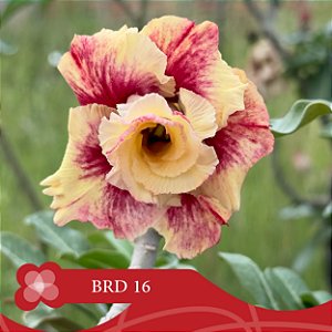 BRD-16 - Enxerto Rosa do Deserto
