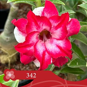 342 - Enxerto Rosa do Deserto