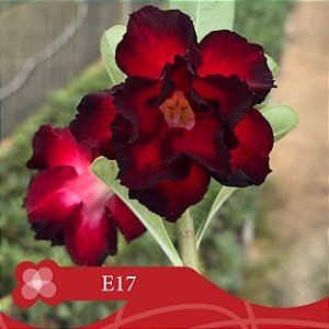 E17 - Enxerto Rosa do Deserto