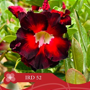 IRD 52 - Enxerto Rosa do Deserto