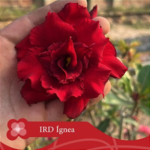 IRD Ígnea - Enxerto Rosa do Deserto