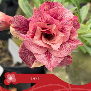 JA74 - Enxerto Rosa do Deserto