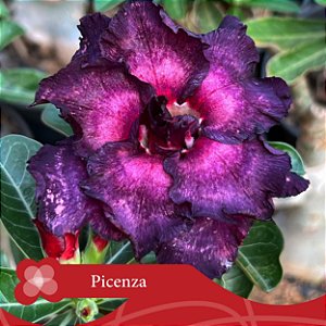 Picenza - Enxerto Rosa do Deserto