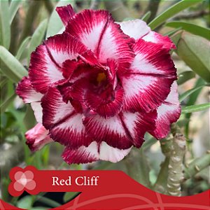 Red Cliff - Enxerto Rosa do Deserto