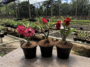 KIT 10 - Planta Natural de Semente ( SORTIDA )- Rosa do Deserto