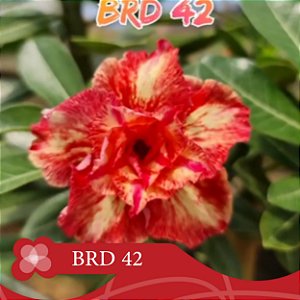 BRD-42 - Enxerto Rosa do Deserto