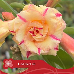 CANAN 49 - Enxerto Rosa do Deserto