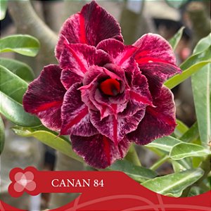 CANAN 84 (Perfumada) - Enxerto Rosa do Deserto