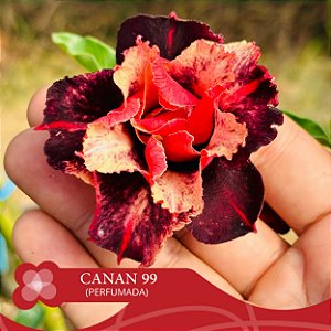 CANAN 99 (Perfumada) - Enxerto Rosa do Deserto