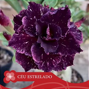 Céu Estrelado - Enxerto Rosa do Deserto