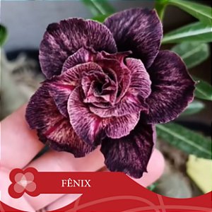 Fênix - Enxerto Rosa do Deserto