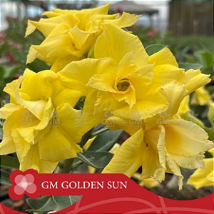 GM Golden Sun - Enxerto Rosa do Deserto