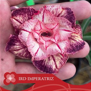 IRD Imperatriz - Enxerto Rosa do Deserto