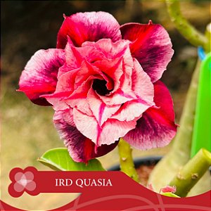 IRD Quasia - Enxerto Rosa do Deserto