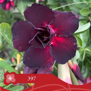 397 - Enxerto Rosa do Deserto