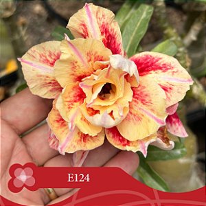 E124 - Enxerto Rosa do Deserto