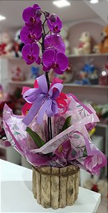 Arranjo de Orquídea Phalaenopsis no Cachepô Tronco de Árvore