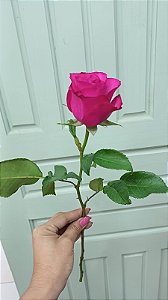 Rosa Pink Avulsa (Sem Embalagem)