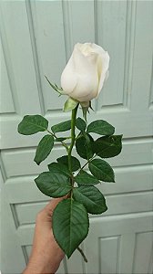Rosa Branca Avulsa (Sem Embalagem)