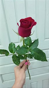 Rosa Vermelha Avulsa (Sem Embalagem)