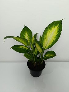 Vaso de Comigo Ninguém Pode