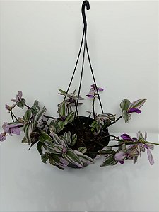 Vaso de Lambari Roxo